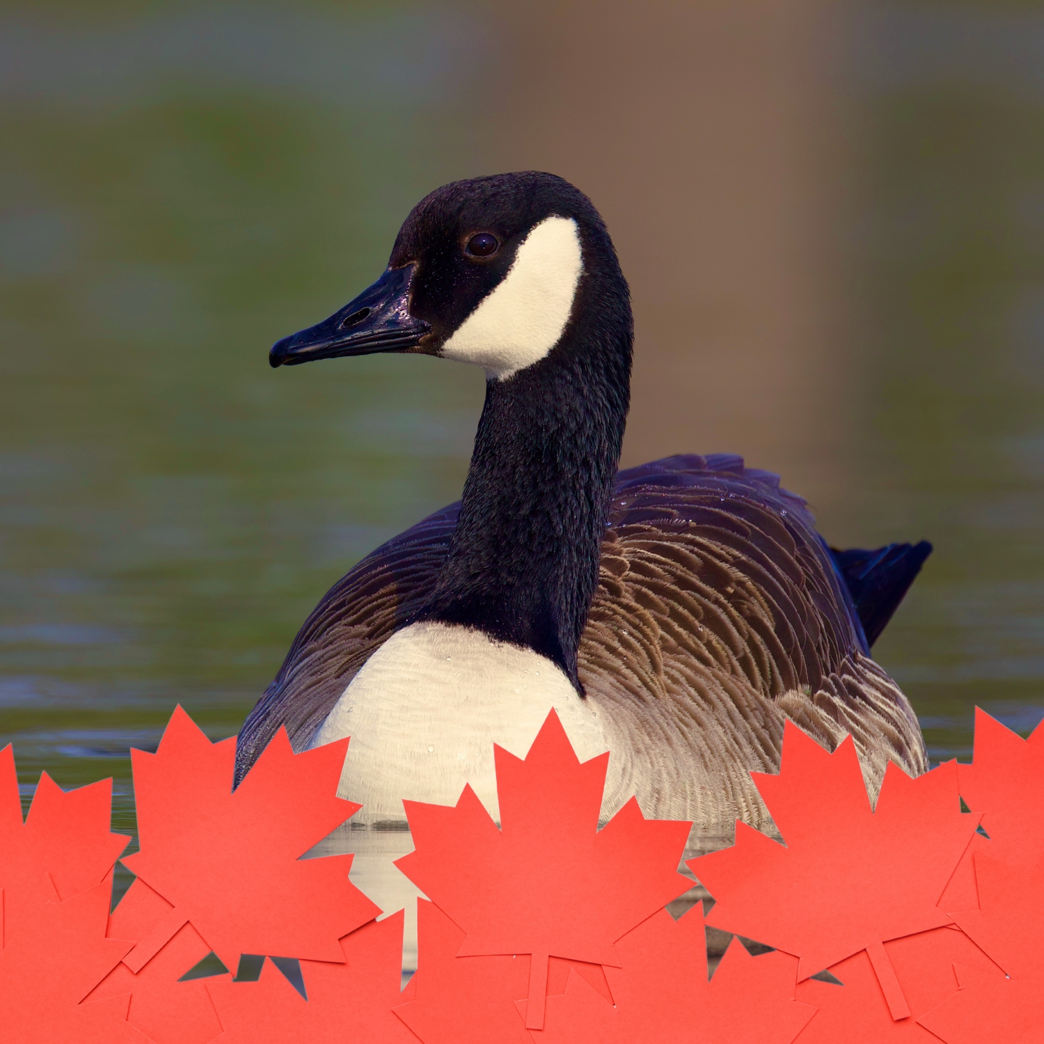 Canada Goose & maple leafs